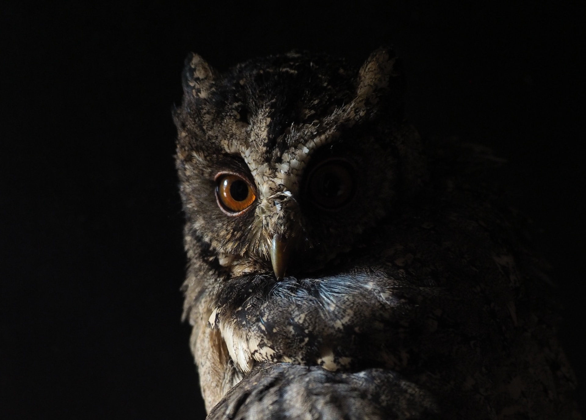 Owl perched in the dark.